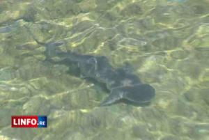Un bébé requin attire les foules à Saint-Leu Un bébé requin attire les foules à Saint-Leu