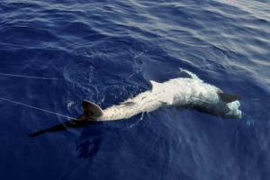 Sea Shepherd demande un arrêté de protection pour les requins 