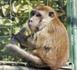 St-Joseph: Les propriétaires du macaque condamnés à un amende avec sursis St-Joseph: Les propriétaires du macaque condamnés à un amende avec sursis