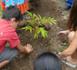500 nouveaux arbres endémiques pour la Grande Chaloupe 500 nouveaux arbres endémiques pour la Grande Chaloupe