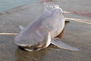 Un requin bouledogue pêché au large de Saint-Gilles Un requin bouledogue pêché au large de Saint-Gilles