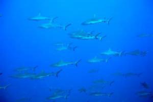Un banc de requins tout près des côtes en Nouvelle-Calédonie 