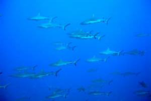 Un banc de requins tout près des côtes en Nouvelle-Calédonie Un banc de requins tout près des côtes en Nouvelle-Calédonie
