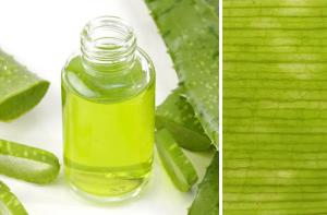 L'aloe vera favorise la cicatrisation et fait disparaître la douleur - L'aloe vera favorise la cicatrisation et fait disparaître la douleur