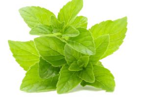 Menthe fraîche - Sirop de menthe fait maison