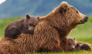 Grizzly, un film Disneynature