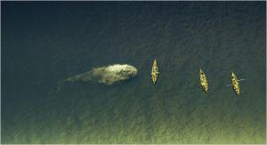 Inspiration de l'histoire de Moby Dick Inspiration de l'histoire de Moby Dick