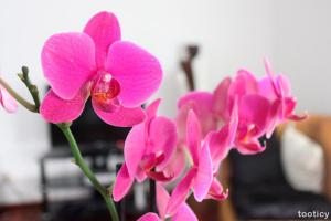 Fleur d'orchidée - La tendance est plutôt Zen côté déco