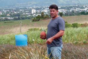Bientôt un ananas plus gros et plus juteux sur les étals Bientôt un ananas plus gros et plus juteux sur les étals