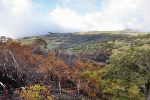 Incendie de la route forestière : la gendarmerie cherche le pyromane Incendie de la route forestière : la gendarmerie cherche le pyromane