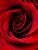 Rose rouge - reunion